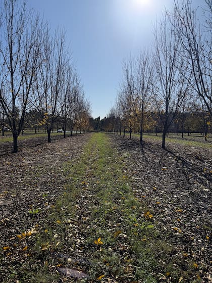 Lo trajo Sarmiento: ya se producen 4000 toneladas del superfruto que tiene como “embajador” a Abel Pintos