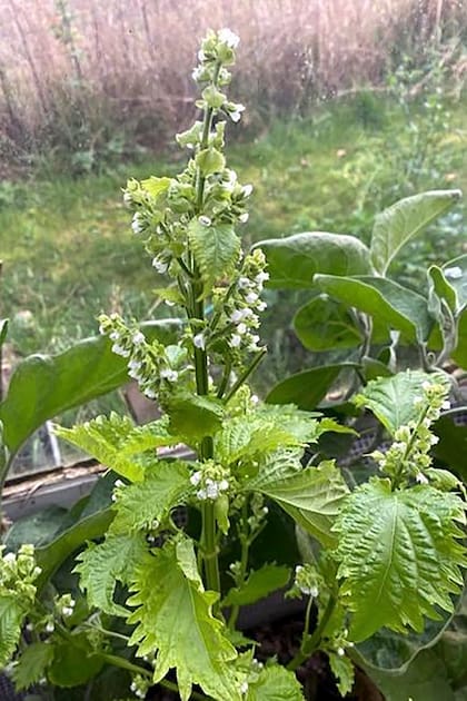 La planta de shiso puede agregarse a la huerta o el cantero.