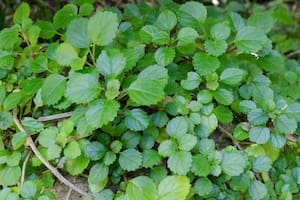 La planta del dinero (o la moneda, como se la conoce en la Argentina).