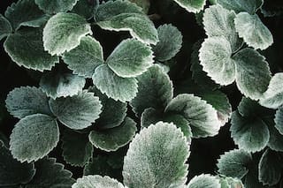 La planta que atrae el dinero y la abundancia y que deberías incorporar a tu jardín