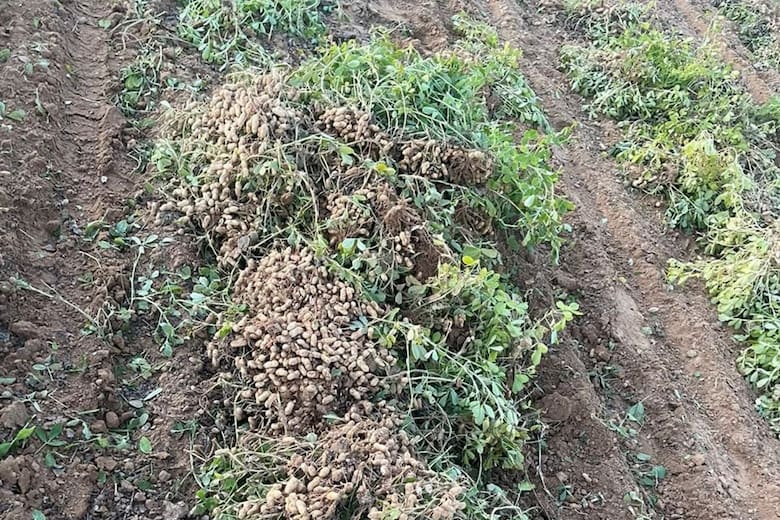 Es Argentino y sorprendió a todos al llevar un tradicional cultivo al corazón del desierto del Sáhara