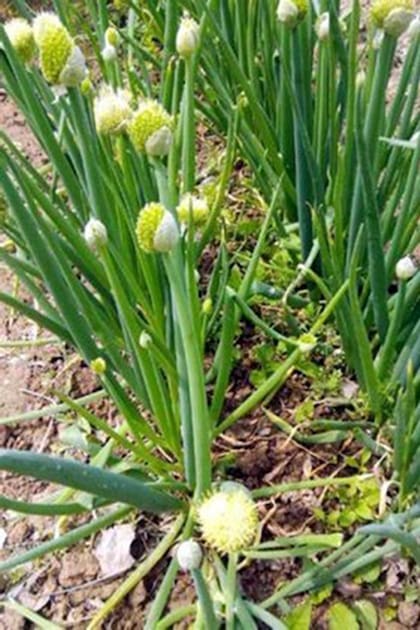 La planta es muy decorativa, además de ser comestible.