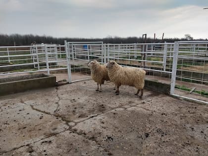 La planta frigorífica tiene una capacidad para procesar por día 100 animales de 50 a 60 kilogramos, lo que representa una producción diaria de 3000 kilos