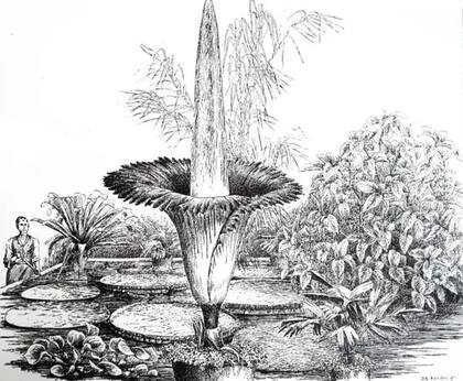 La planta generó una fascinación en el público europeo luego de que el botánico italiano Odoardo Beccari lo empezara a estudiar en 1899