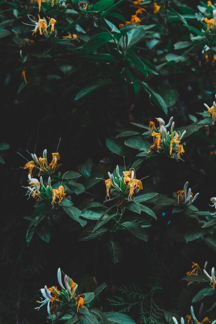 La planta madreselva expande sus flores de noche