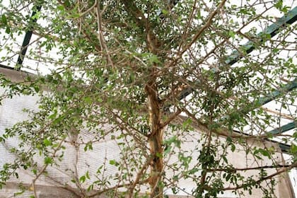 La planta mide tres metros de alto y pertenece al género Commiphora