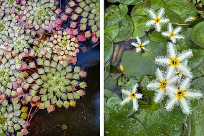 La planta mosaico o planta mandala es súper ornamental (izquierda) y Nymphoides humboldtiana nativa del Litoral (derecha)