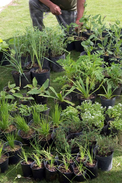 La planta perfecta del vivero no siempre se adapta a las condiciones reales del jardín