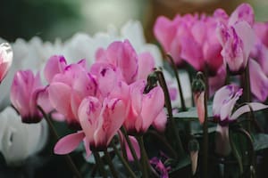 La planta que es codiciada por su perfume y que resiste el frío