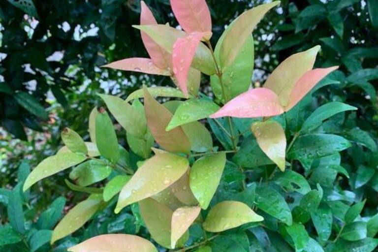 Esta es la planta que deberías tener en tu casa para que siempre haya lindo perfume