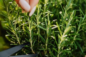 La planta que es ideal para cuidar el páncreas y mejorar el bienestar digestivo