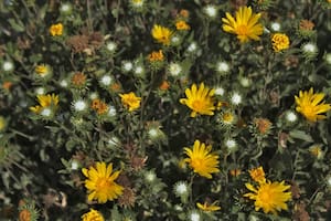 Una familia de plantas que crece en la Argentina podría ser la llave en la lucha contra el dengue