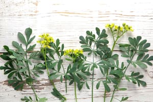 La planta que tenés que tener en tu hogar para purificar el ambiente
