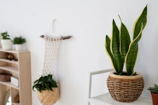 La planta que la NASA recomienda tener en el dormitorio para atraer energía positiva