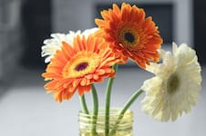 La planta que florece todo el año y es ideal para cultivar en maceta