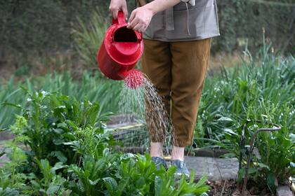La planta toma de la tierra el agua que necesita, con sus microorganismos y minerales. Al rotar, éstos se renuevan y las especies que se plantan en ese sitio lo agradecen.