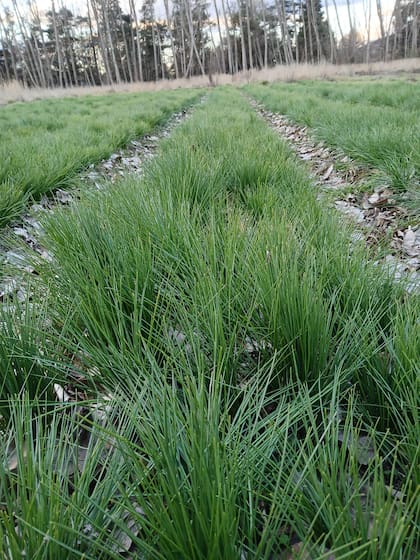 La plantación antes de la floración
