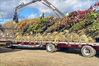 La plantación de árboles es útil para mejorar la calidad del agua y mitigar las inundaciones pluviales en Nueva York