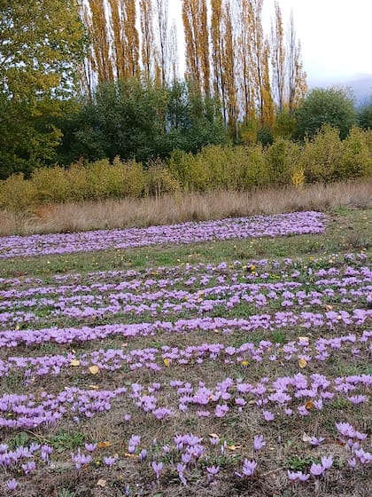 La plantación de azafrán en El Bolsón