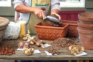 Tips de temporada para prevenir enfermedades en tu jardín