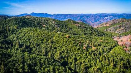 La plantación de cedros fue impulsada durante la ocupación de Japón por los Aliados tras la Segunda Guerra Mundial. Las plantaciones crecieron en las décadas de los 60 y 70 (FOTO: GETTY)