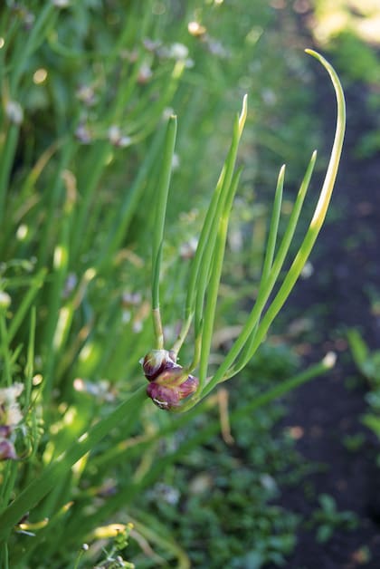 La plantación de la cebolla egipcia es muy fácil; se trata solo de poner los bulbos en la tierra separados entre sí.