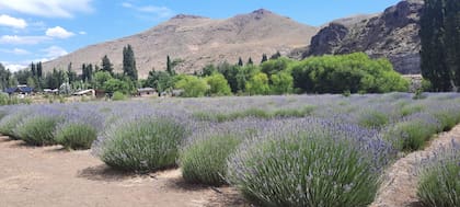 La plantación de lavandas de Villa Llanquín