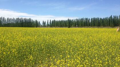 La plantación de mostaza de Arytza en Río Negro.