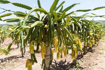 La plantación de pitayas en Finca La Iguana.