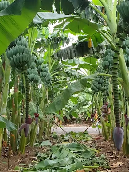 La plantación de plátano azul está situada al sur de la isla de Tenerife (Foto: El Español)