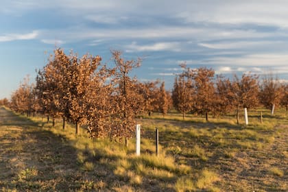 La plantación de robles y encinas de Trufas del Nuevo Mundo supera los 20 mil árboles.