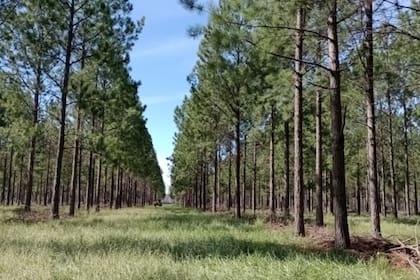 La plataforma podrá impulsar inversiones y optimizar la industrialización