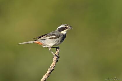 La plataforma que se utilizará para registrar aves durante el Global Big Day, será eBird.