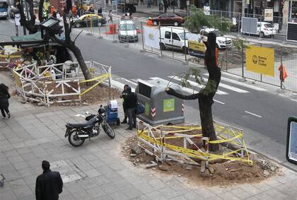 Árboles podados y con las raíces listas para la extracción en Cabildo al 1600