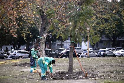 La plaza Seeber, en Palermo, uno de los nuevos destinos de los jacarandás