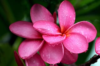 El árbol tropical fácil de cuidar, ideal para tu jardín y que da flores y rico aroma