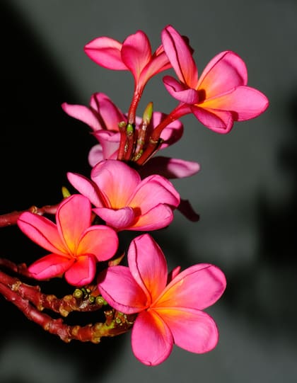 La plumeria necesita riegos moderados en verano y con frecuencia reducida en invierno