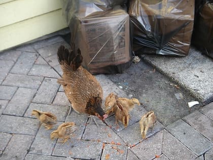 La población de aves salvajes en la ciudad ha aumentado y ya genera un problema