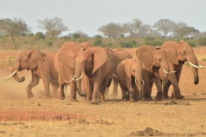 La población de elefantes en la zona de Selous-Mikumi, en Tanzania, menguó un 66% entre 2009 y 2014. Desde 1976, la especie ha vivido un declive del 86%, principalmente por culpa de la caza furtiva.