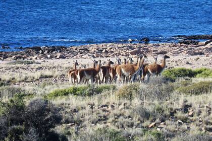 La población de los guanacos es fluctuante, ya que se trata de manadas que pasan por el parque en sus recorridos entre los diferentes campos de la zona. Se han observado grupos de entre 10 y más de 40 individuos dependiendo de los meses.
