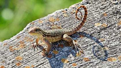La población de reptiles y anfibios en Florida ha crecido mucho