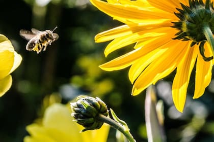 La población mundial de abejas se está desplomando (Foto Pexels)