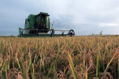 Por la eliminación de los derechos de exportación (DEX) al arroz, industria vitivinícola, tabaco y demás economías y la suspensión de los DEX del sector lácteo fueron $ 200.000 millones anuales