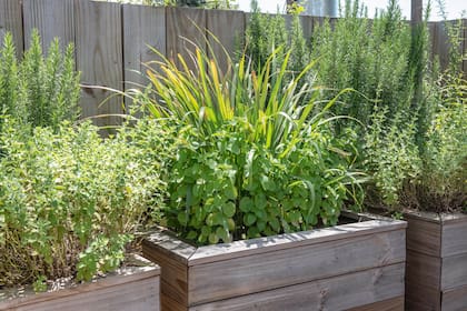 La poda de aromáticas debe realizarse con criterio: nunca más de un tercio de la planta por vez, para no debilitarla y permitir que se regenere