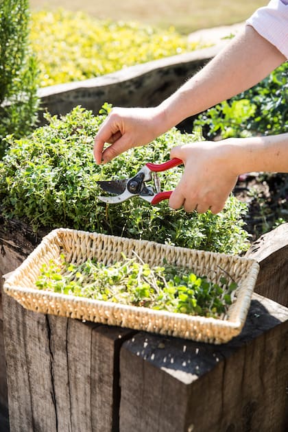 La poda de formación promueve un crecimiento vigoroso, equilibrado y repleto de aromas