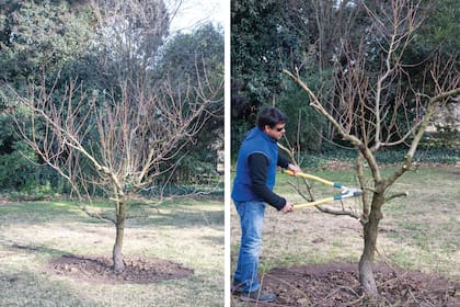 La poda de un duraznero. Se deben ir eliminando las ramas que van “para adentro y para arriba”, para abrir la copa y permitir la entrada de aire y de luz al centro del árbol.