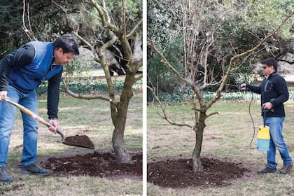 En esta época, luego de terminar con la poda de nuestros frutales caducos es muy importante agregarles compost, estiércol o algún abono orgánico que tengamos disponible. También deberemos continuar con nuestro programa de pulverizaciones con polisulfuro de calcio o aceite emulsionable.