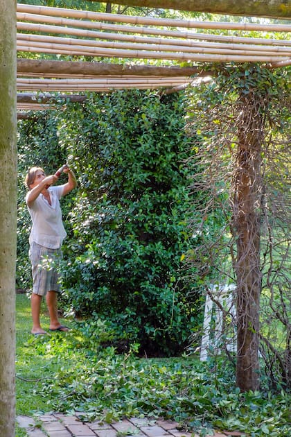 La poda es un secreto que muchos pasan por alto. Un jazmín podado en el momento correcto tiene más posibilidades de florecer abundantemente