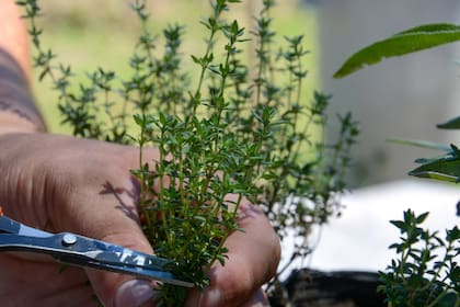 La poda no sólo prolonga la vida de las aromáticas sino que potencia sus propiedades