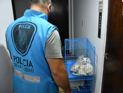 La policía de la Ciudad realizó un allanamiento en Villa Crespo y se encontró con 17 gatos en estado de hacinamiento; otros 7 fueron encontrados muertos en una heladera